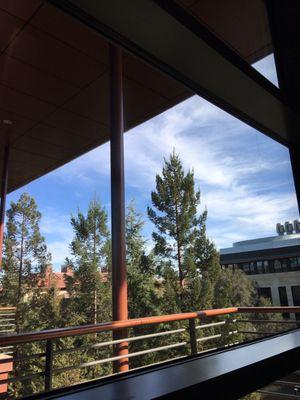 Stanford post doc scholars are nothing but droplets in the mists Of time for these cypress trees