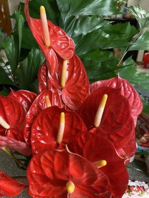 Anthuriums from Green Point Nurseries...