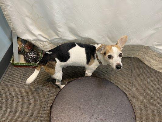 Rocky kept me company in the fitting room. (9.27.24)