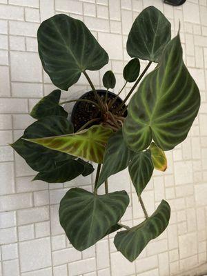 Philodendron verrucosum