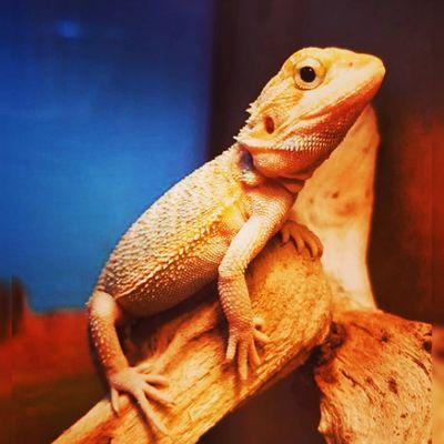 Bearded dragon