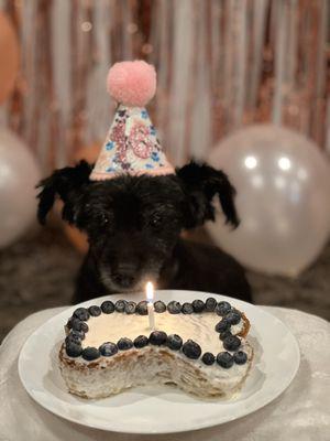 Thank you for prolonging my fur baby's life, she celebrated her 16th birthday!!