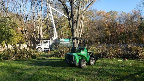 West Windsor, removal of dead ash trees