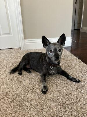 Ravin relaxing after a groom.