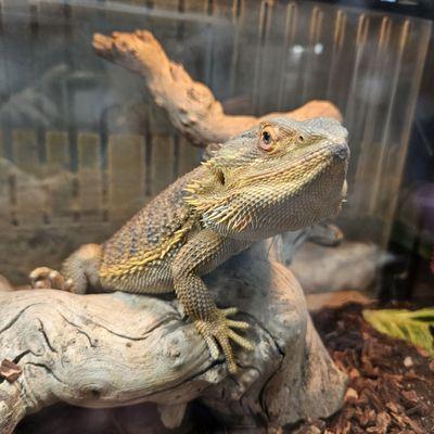 Female Bearded Dragon