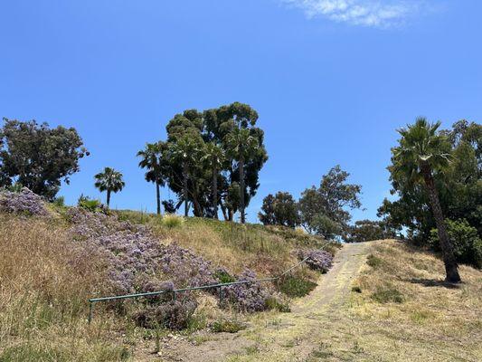 Pretty lavender :)