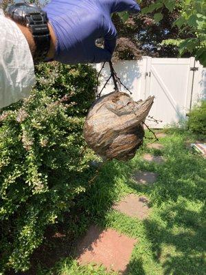 Hornet nest removal