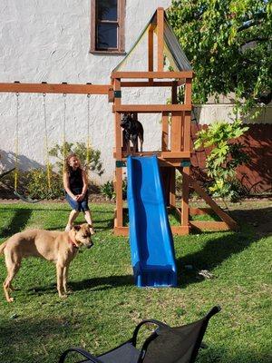 Duke's sister can jump up to the top of the slide!