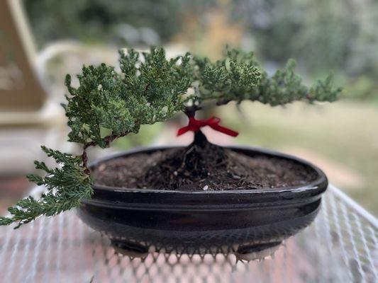 Makes a beautiful unique gift. I already owned the pot. $25 for this sized bonsai (maybe a foot long)