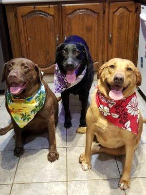 All groomed and ready for their photo shoot.