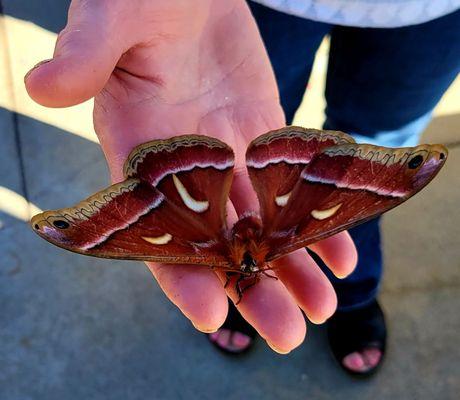 The owner rescued this beautiful silk moth, and put it back on the flowers just now.