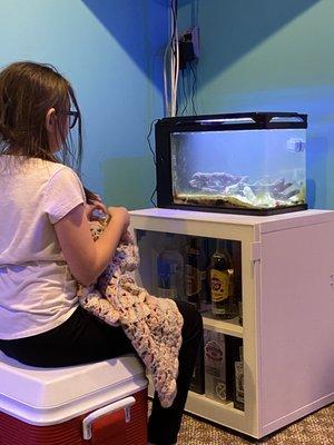 My daughter watching her new mantis shrimp