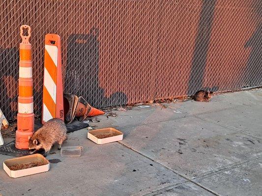 Trash panda feasting on kitty's grub.