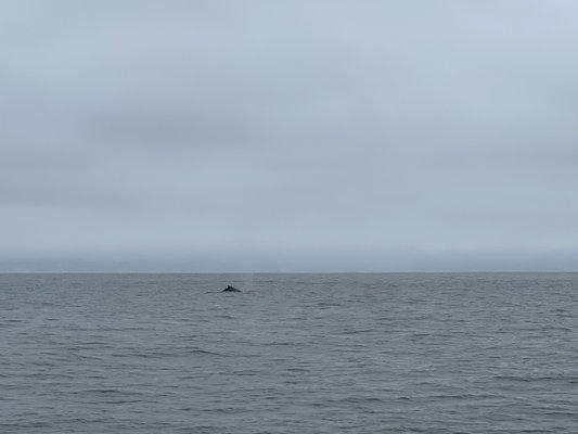 Saw 11 whales on this trip