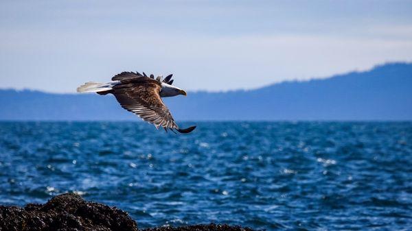 Bald Eagle fly by at eye level