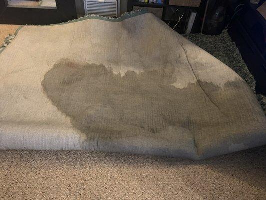 I paid $200 for them to destroy an $800 area rug!