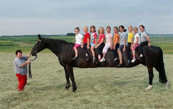 Portland Police Bureau - Mounted Patrol Unit