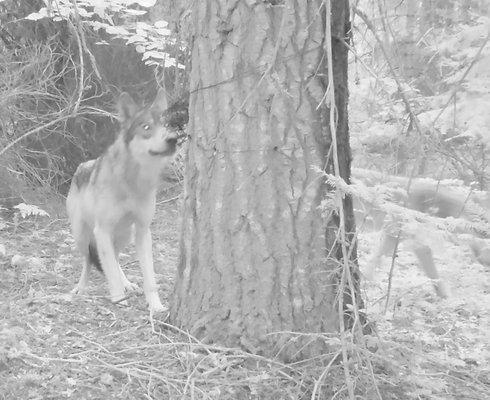 Wolverine Tracking Project Camera Survey - Gray wolf