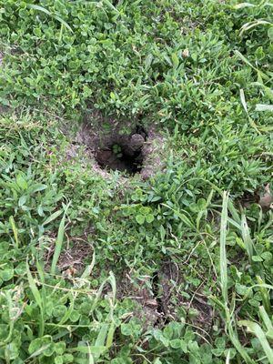 Deep gopher hole