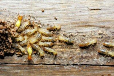 Affordable Termite Control Anaheim
 Anaheim CA 92807
 714-266-1532
 https://www.google.com/maps?cid=10895895662852293176