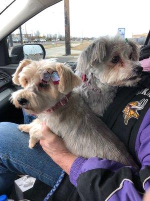 Annie and Ellie after their Christmas grooming appointment.