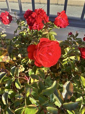 Roses surrounding front of church.