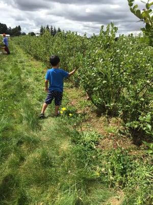 Different varieties of blueberries to pick from.