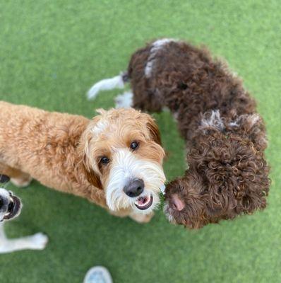 Happy puppies in daycare!