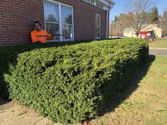 From trimming to Spring and Fall Clean Ups