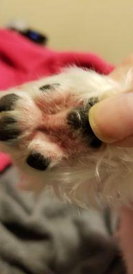 They injured my dog's rear paws with a razor.  Did not ask them to shave there& did not tell me. Now she needs the vet.