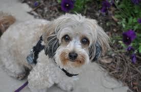 Bear After His Groom at TLC Doggy Day Spa in Huntington NY