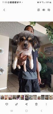 I had my son drop off dog to groomer, and showed them this pic, this is the cut i want.