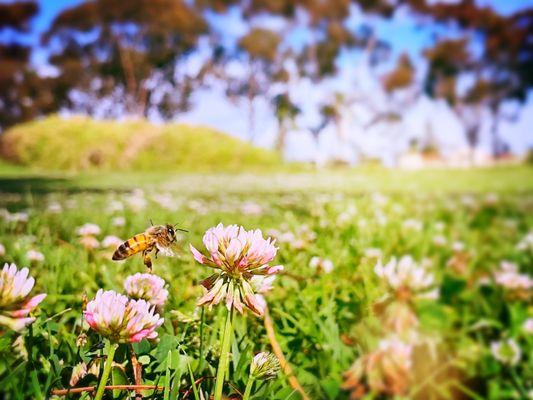 Laying on a blanket watching bees