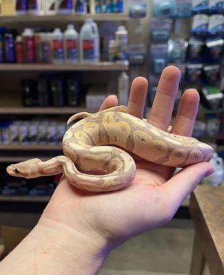 Gorgeous banana ball python!