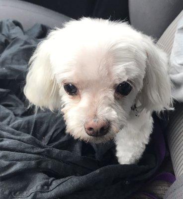 My buddy in the passenger seat headed home for a treat after his spiffy grooming. I almost didn't recognize him, lol.