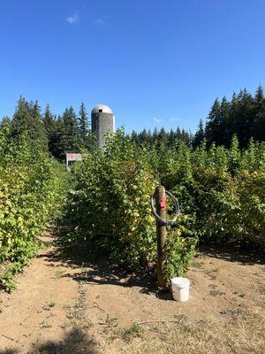 Raspberry bushes