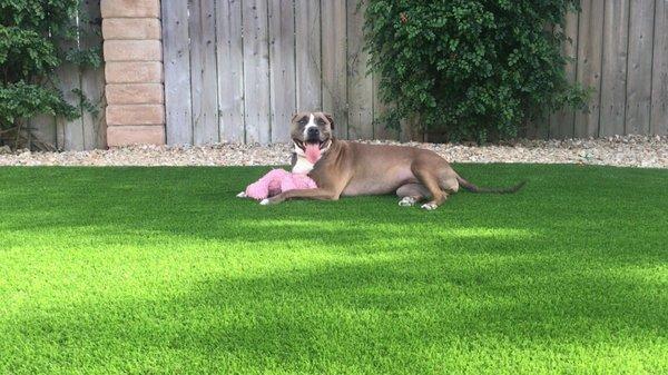 One happy dog thanks to Evo Turf!