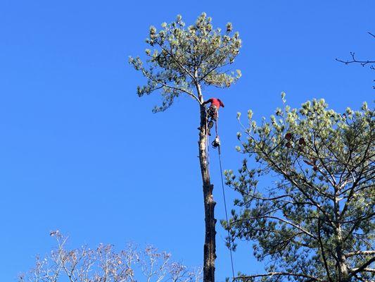 Mr. Cant Stop & The Tree Spot! We Do It All! 
770-899-7432
www.mrcantstop.com
www.thtreespot.com