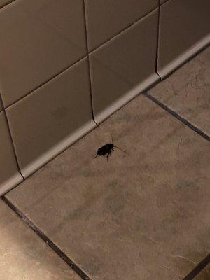 Roach in the bathroom