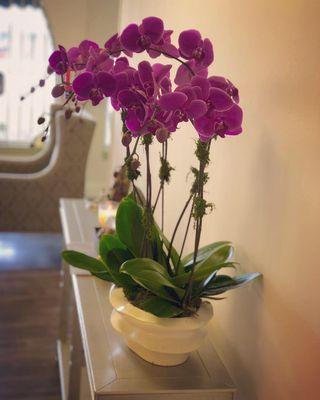 Lobby Orchids