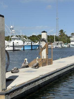 Pelicans