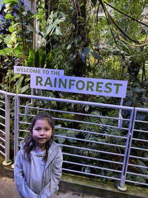 Rainforest with birds, butterflies, and spiders