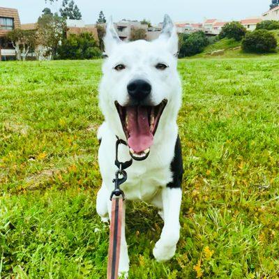 Kanji was such a happy boy, and running around in the fields right after the rains gave him the crazies!