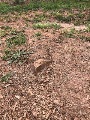 stump left in yard after grinding