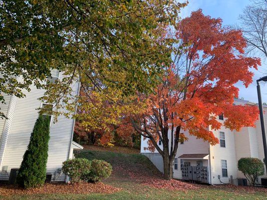 Fall tree in the community