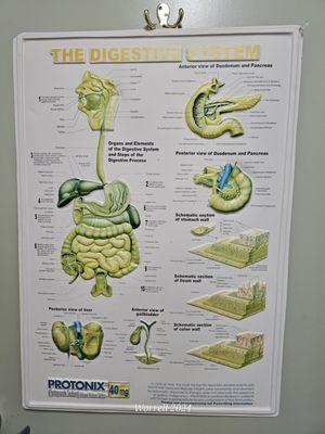 Digestive system