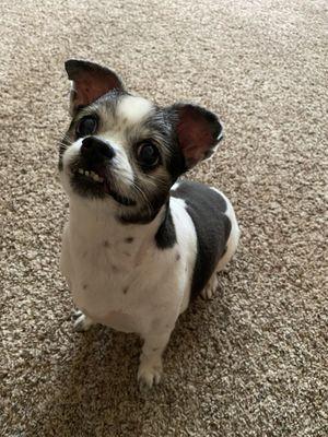 Minnie after her full service haircut and tooth brushing