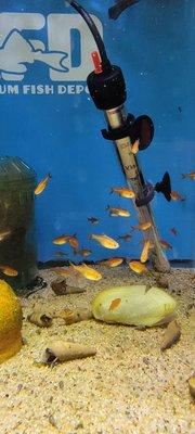 Amber tetras