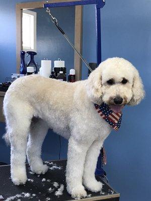 "Dixie" one of our frequent Golden Doodle visitors