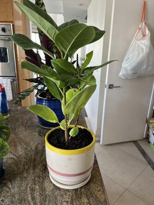 Ficus Altissima I added the pot myself